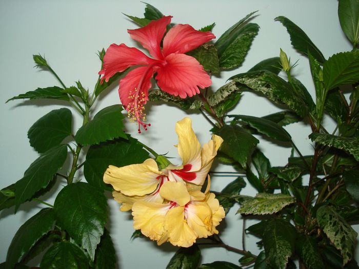 DSC09014