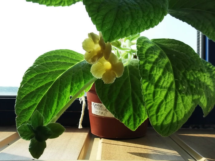 Tropical Topas - 19 august. Multumesc, Valentina!