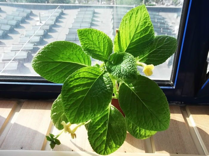 DSCF1457 - EPISCIA - 2013