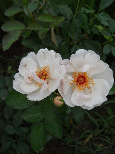Jacqueline du Pré - Trandafiri 2013