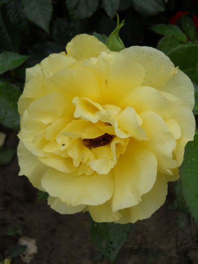 Friesia