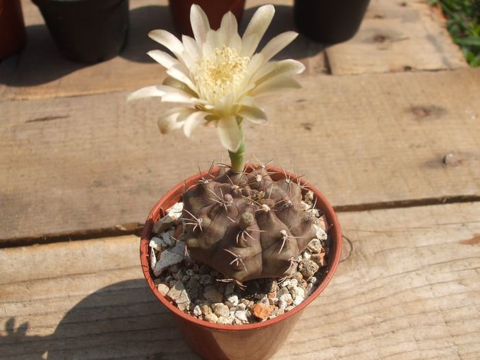 Gymnocalycium - cactusi infloriti 2013