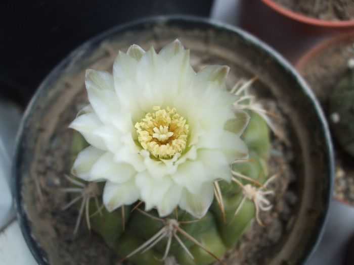 Gymnocalycium - cactusi infloriti 2013