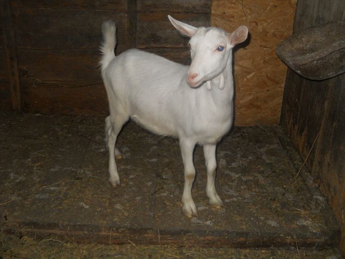 provine din mama foarte buna de lapte