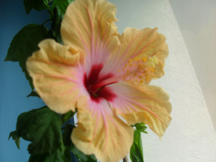 SDC10543 - HIBISCUS 2013