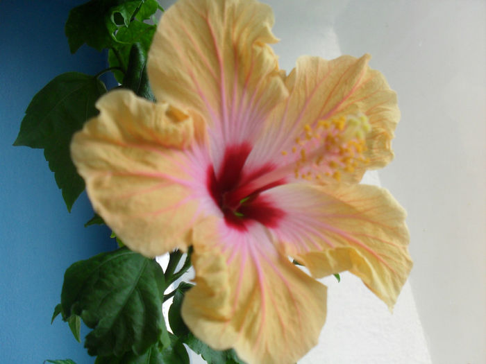 SDC10544 - HIBISCUS 2013