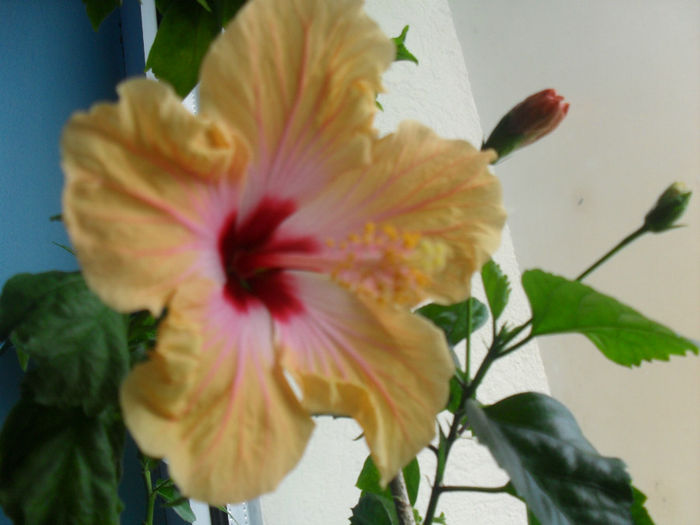 SDC10546 - HIBISCUS 2013