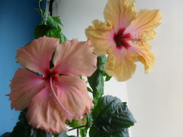 SDC10547 - HIBISCUS 2013