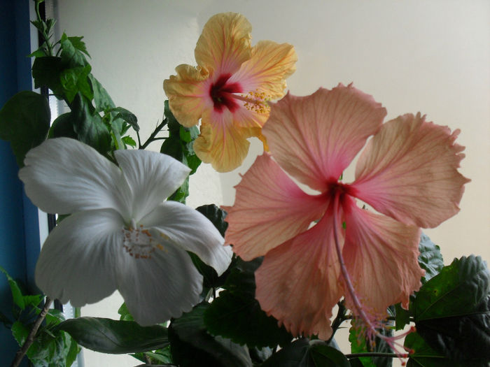 SDC10548 - HIBISCUS 2013