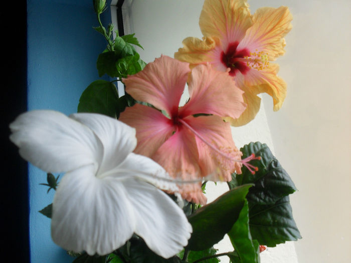 SDC10549 - HIBISCUS 2013