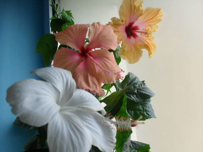 SDC10550 - HIBISCUS 2013