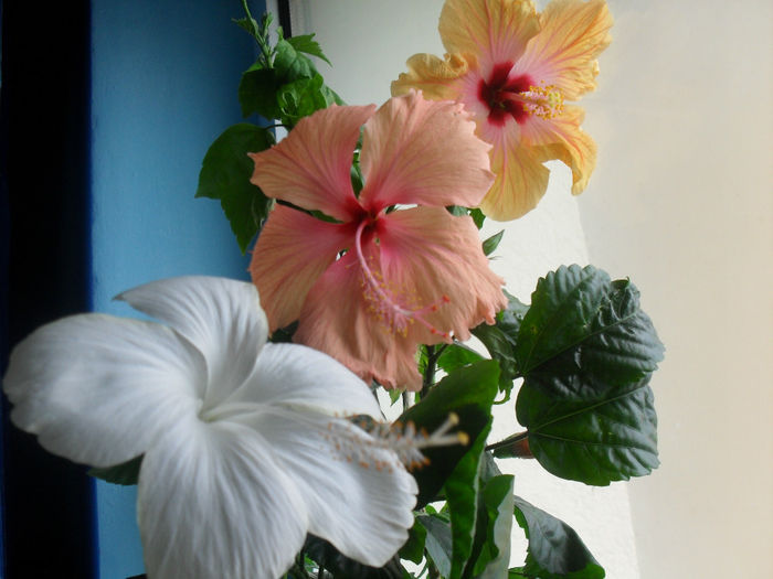 SDC10551 - HIBISCUS 2013