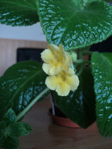 DSC06907 - EPISCIA - 2013