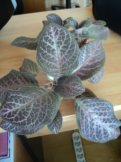 Kee Wee - 20 august. Multumesc, Valentina!