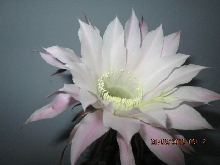 IMG_7950 - Florile mele in august