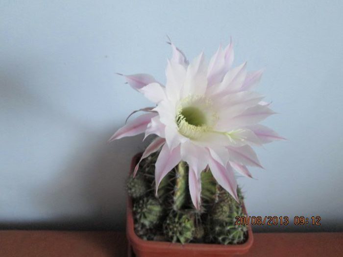 IMG_7947 - Florile mele in august