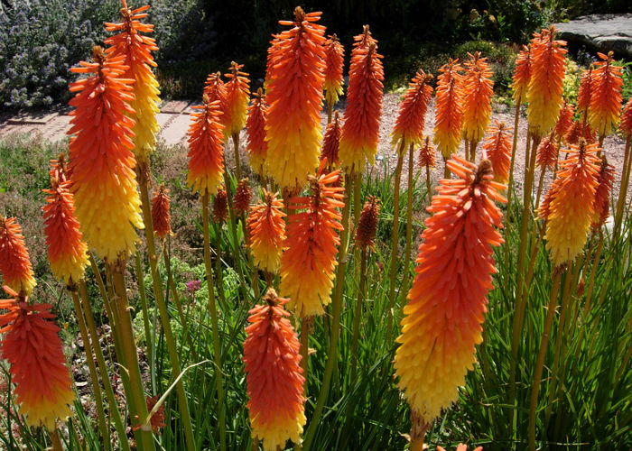 Kniphofia