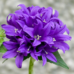 campanula_glomerata