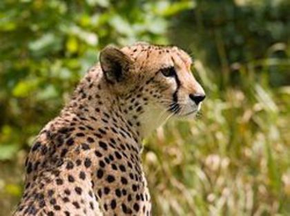 250px-Cheetah4 - animalute