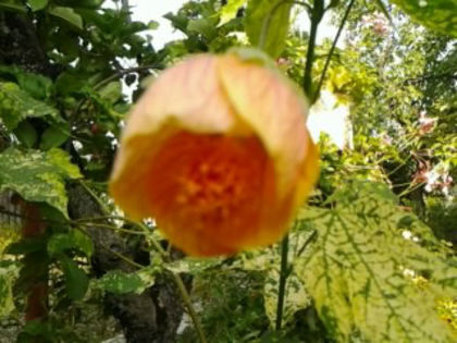 Pictum