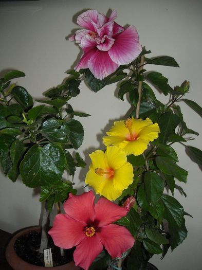 Hibiscus grup