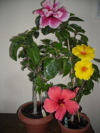 Hibiscus grup