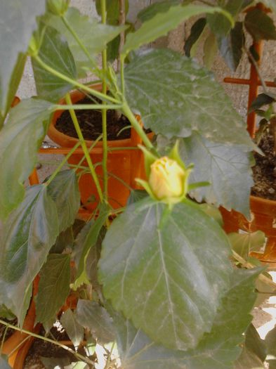 IMG_20130818_170631; o astept cu nerabdare achizitionat anul trecut de la corinap
