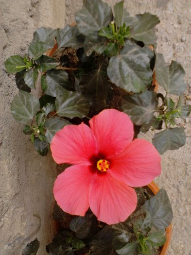 IMG_20130810_113230; hibi siclam
