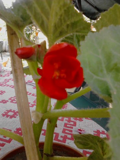 IMG_20130820_125551; begonie
