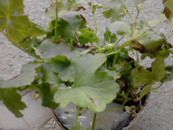 IMG_20130816_112223; muscata galbena achizitionata cam ciufulita asa  a ajuns
