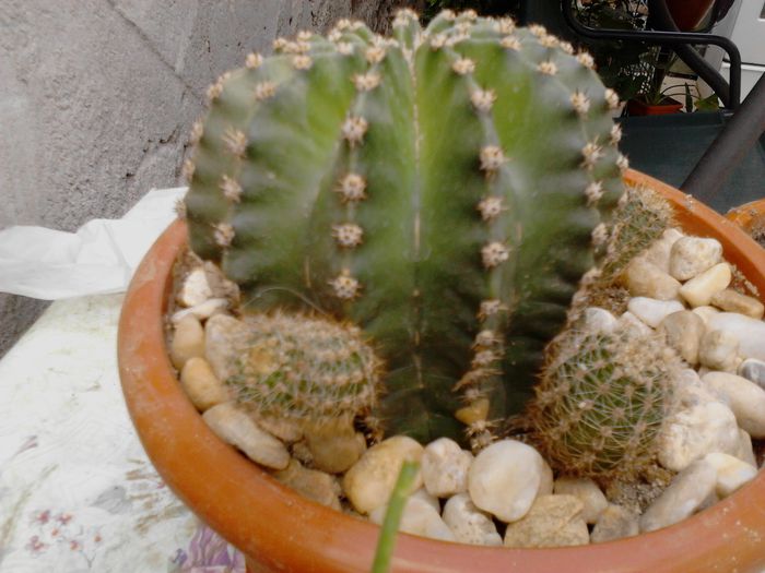 IMG_20130809_154351; cactus primit cadou
