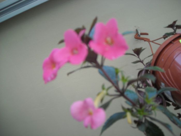 Charm - Achimenes