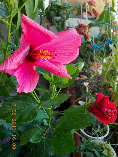 20 august 2013-flori 009