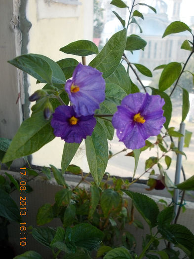 20 august 2013-flori 011