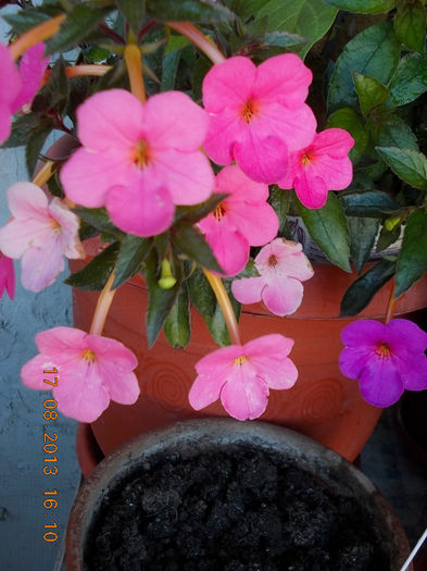20 august 2013-flori 016