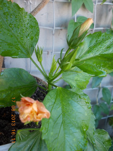 20 august 2013-flori 018