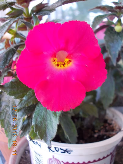 20 august 2013-flori 019