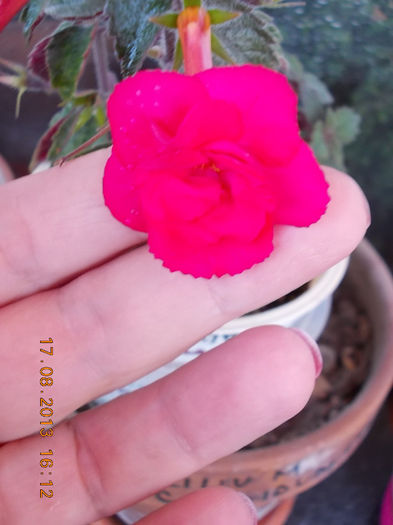 20 august 2013-flori 023
