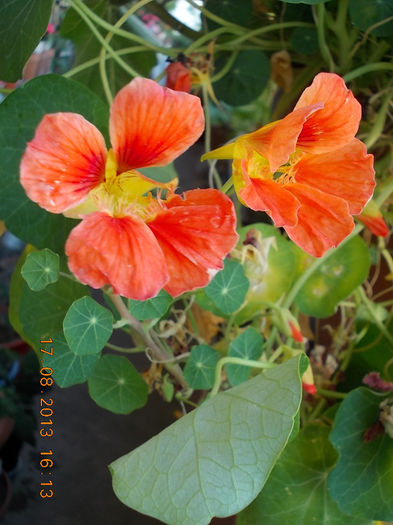 20 august 2013-flori 024