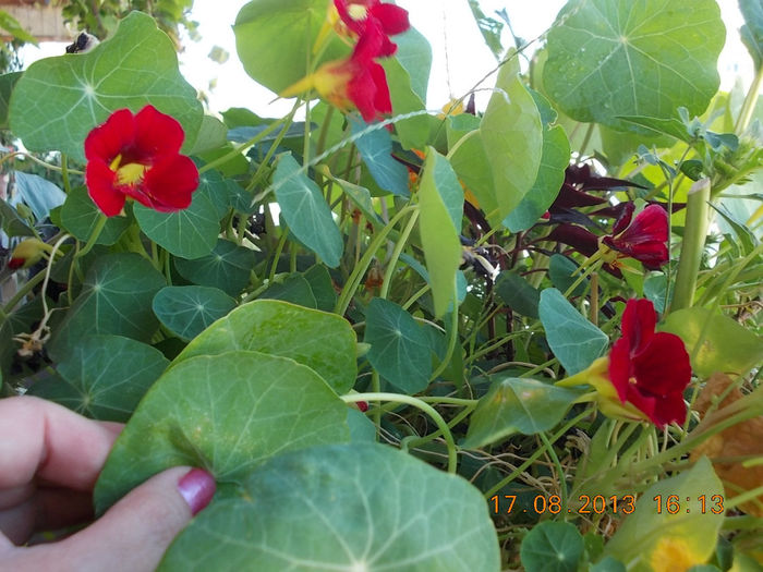20 august 2013-flori 025
