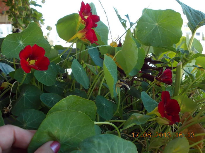 20 august 2013-flori 026