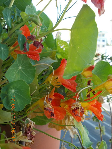 20 august 2013-flori 027