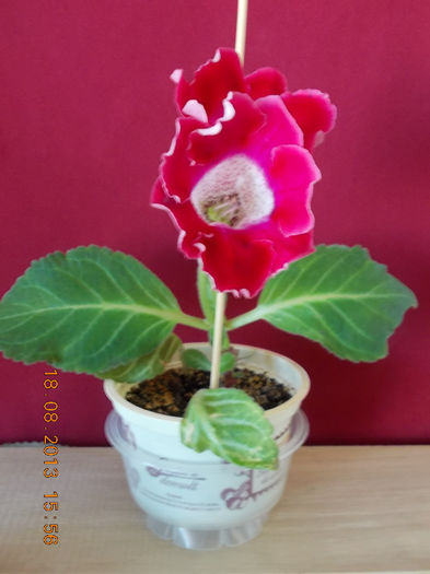 20 august 2013-flori 042