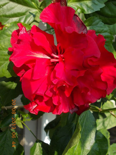 20 august 2013-flori 056