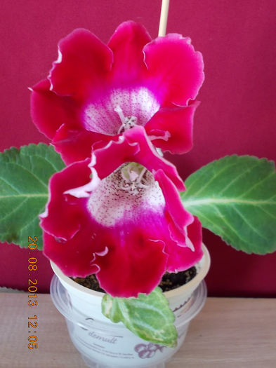 20 august 2013-flori 077
