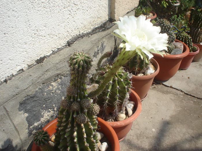 DSC05482 - CACTUSI 2013