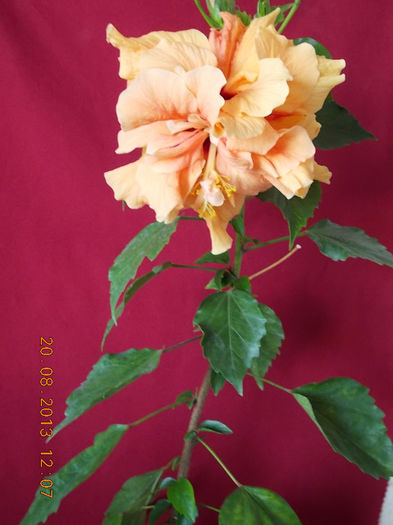 20 august 2013-flori 083