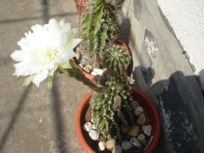 DSC05483 - CACTUSI 2013