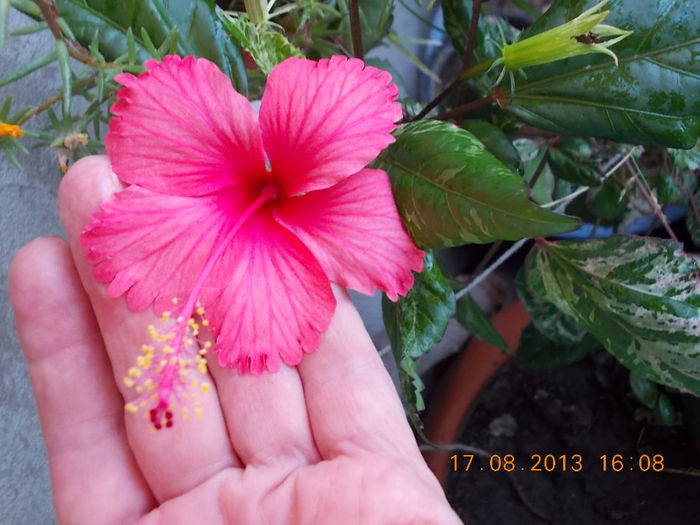 20 august 2013-flori 001