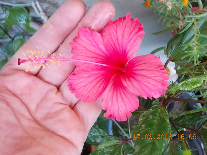 20 august 2013-flori 006